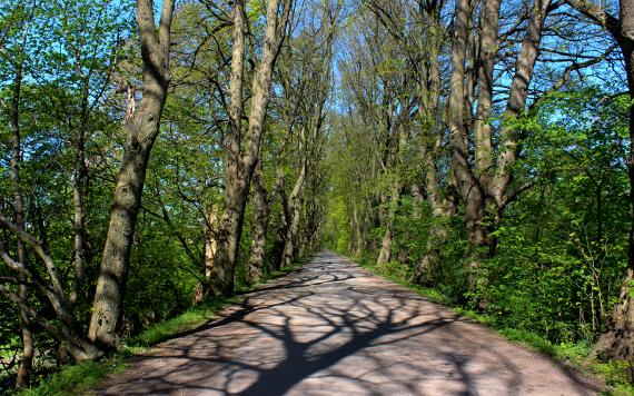 Tree-lined path on walk from Avenham and Miller Parks, South of the Ribble.