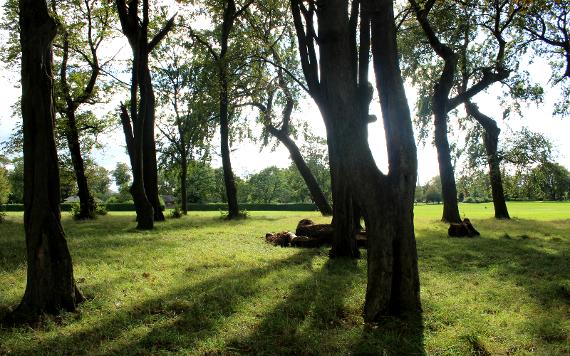 Sun shining through tree area in Moor Park.