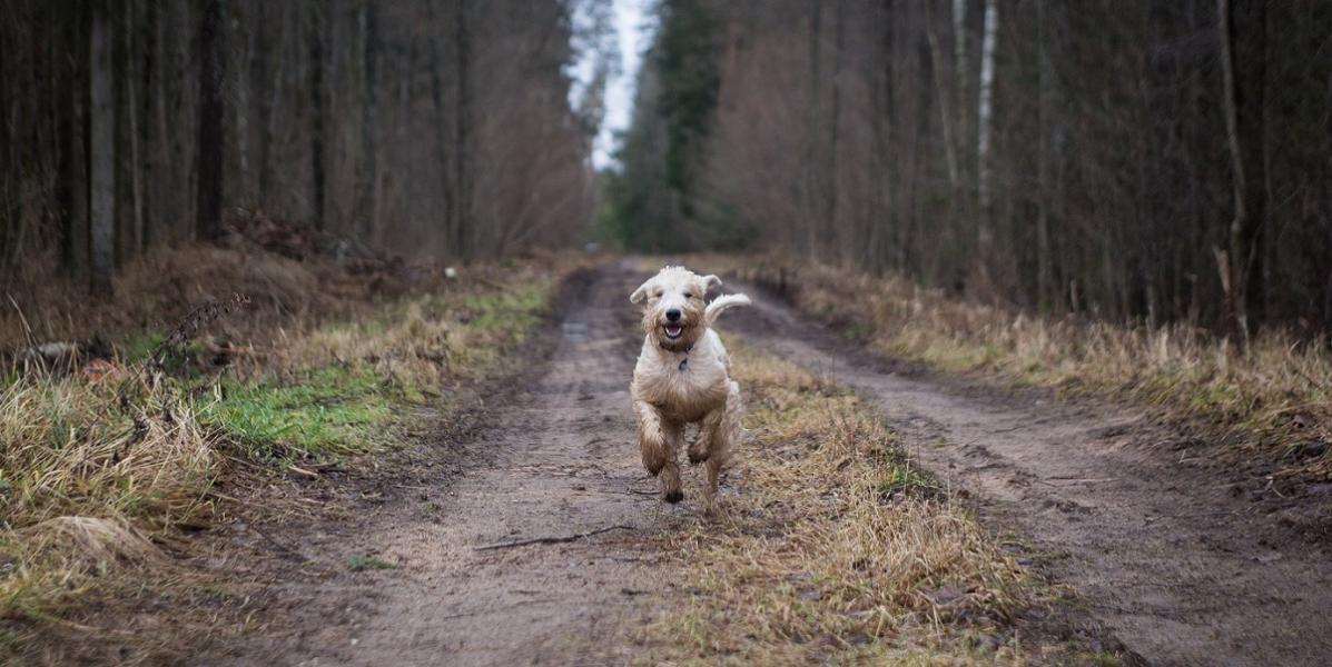 Dog running along woodland path