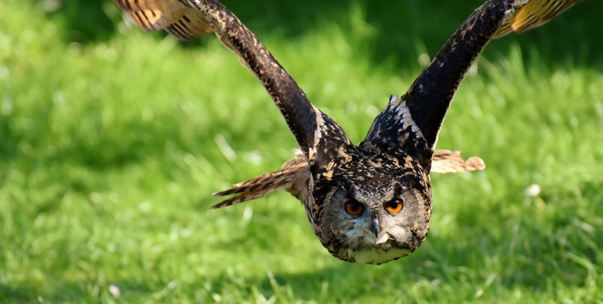 Owl flying close ups