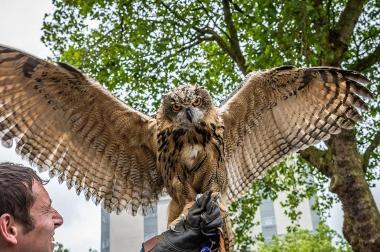 Bird handler with Owl