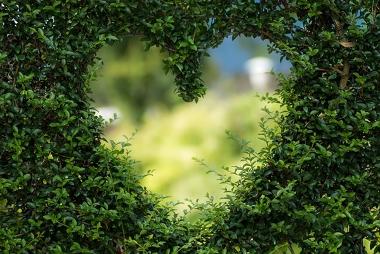 Heart in hedge