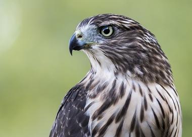 Hawk close up