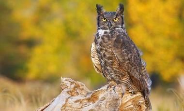 Owl in nature