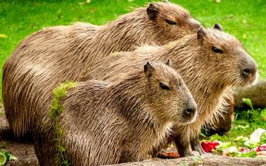 Capybara