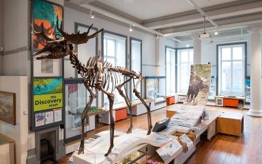 Poulton Elk and other items on display inside the Discover Preston exhibition.