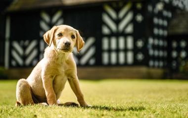 Golden Labrador puppy on the grass outside Samlesbury Hall.