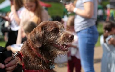 Close up of dog at an event in Avenham and Miller Parks.