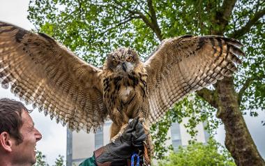 Owl on Preston Flag Market with handler from Turbary Woods.