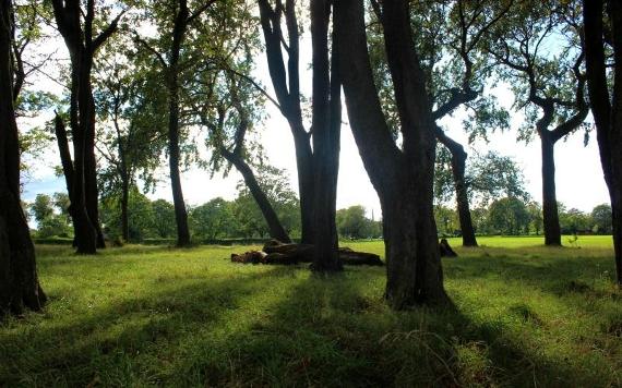 Sun shining through wooded area of Moor Park.