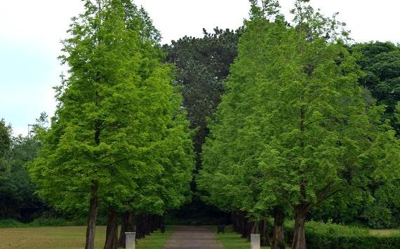 Tree-lined path in Grange Park.