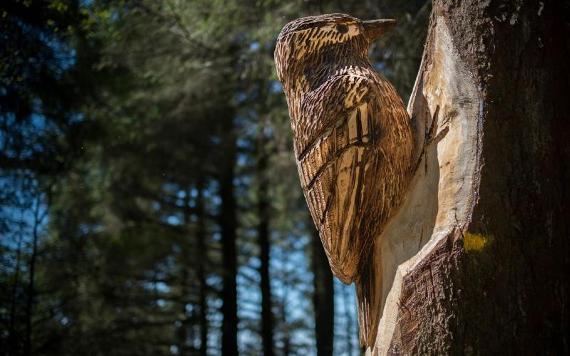 Woodpecker wooden sculpture perched on tree as part of Beacon Fell sculpture trail.