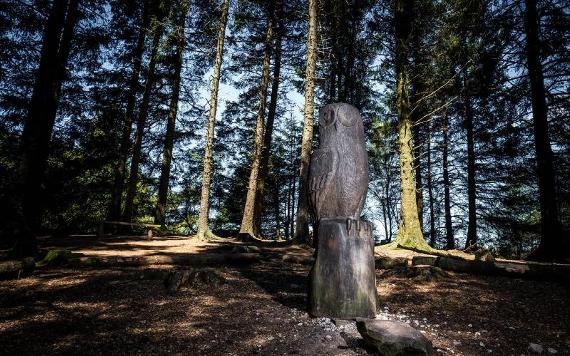 Wooden owl sculpture amongst trees as part of Beacon Fell sculpture trail.