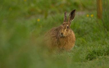 Hare in grassy land at Brockholes nature reserve.