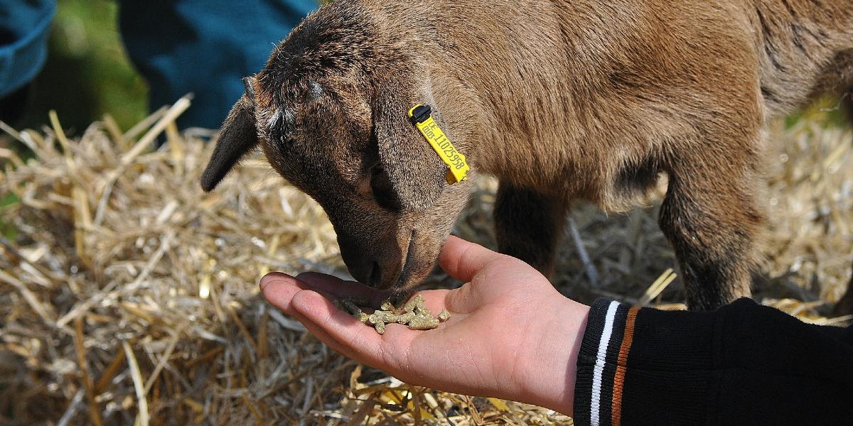 Child's hand feeding goat at petting zoo.