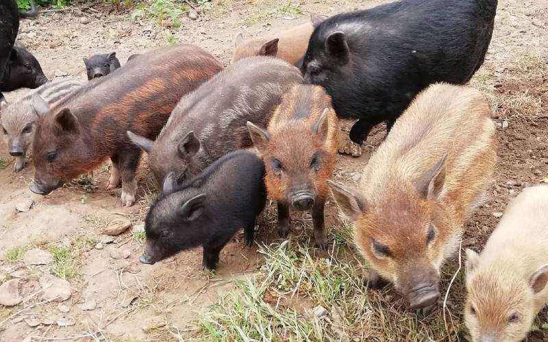 Bowland Wild Boar Park - Visit Preston Bowland Wild Boar Park - Visit Preston