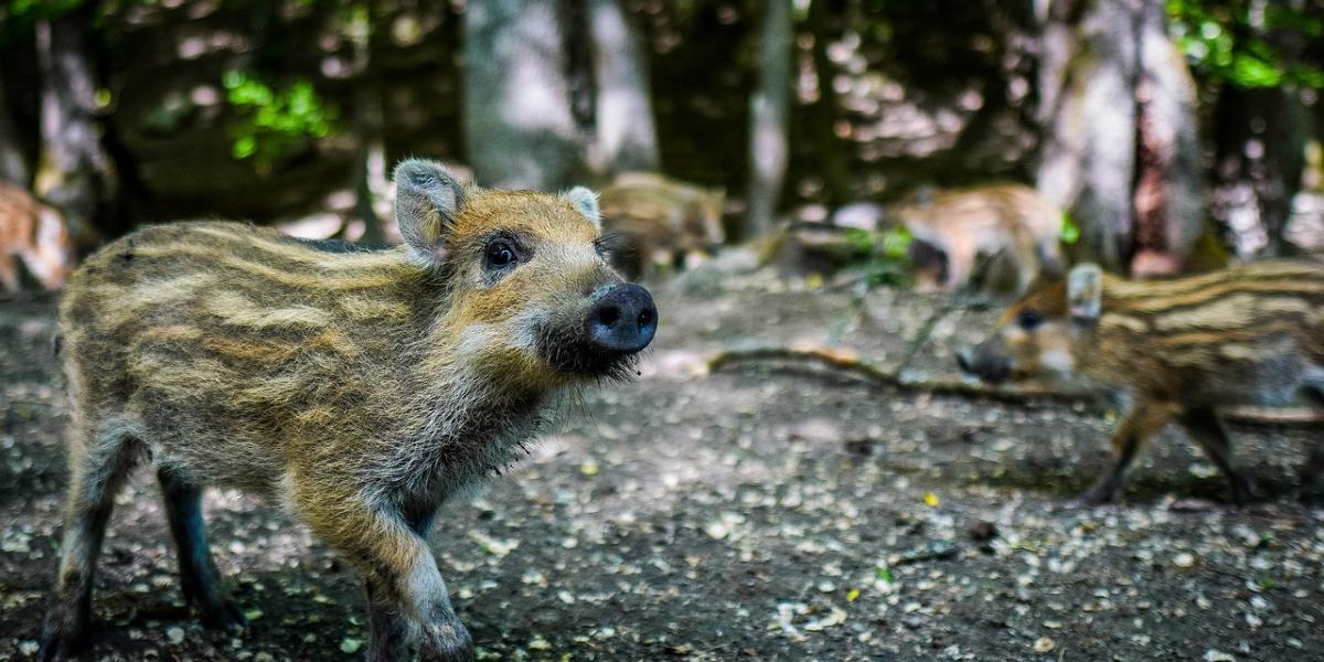 Young wild boar in some woodland.