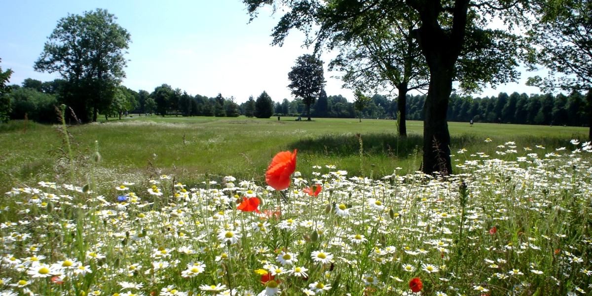 Bed of flowers, trees, and green space in Haslam Park nature reserve.