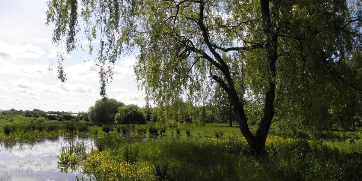 Fishwick Local Nature Reserve pond and surrounding habitat.