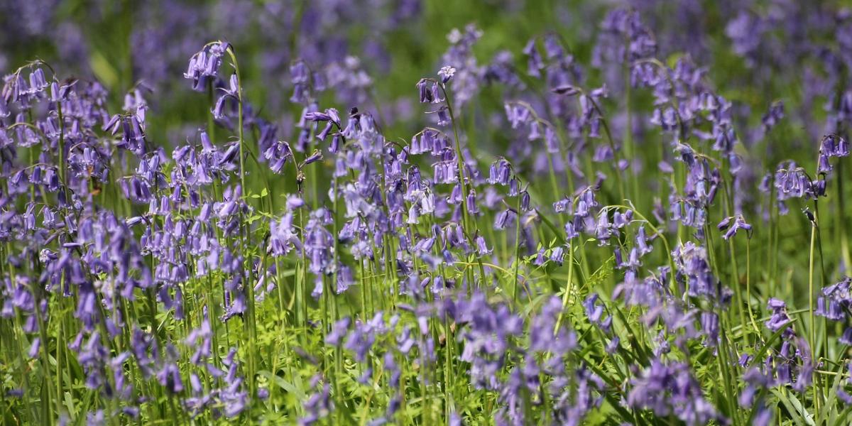 Bluebell field.