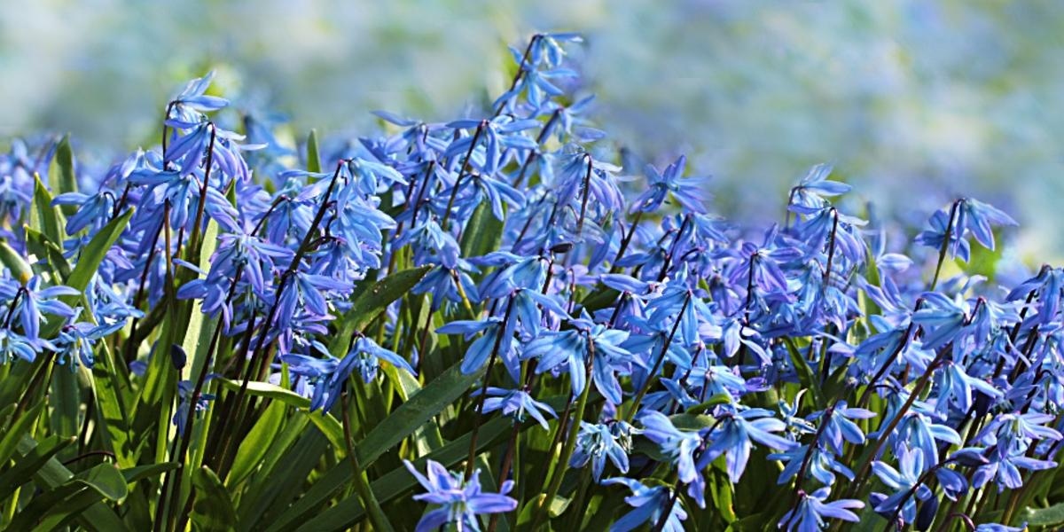 Bed of bluebells.