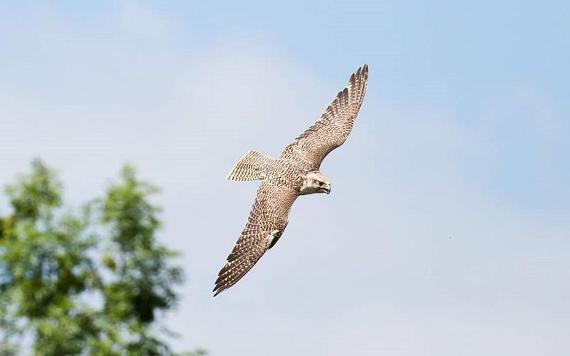 Bird of prey in flight.