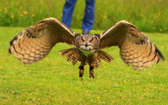 Owl in flight.