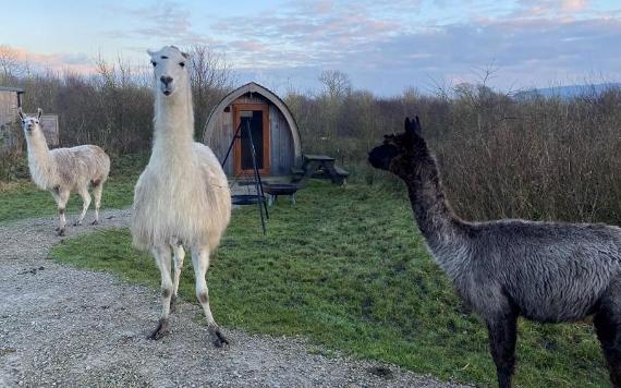 Llamas roaming around Bowland Wild Boar park's camping pods.