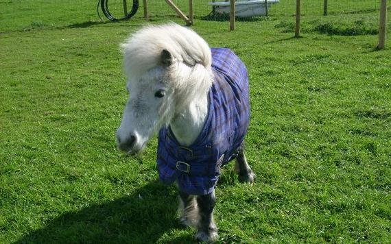 Mini Shetland pony at Smithy Farm.