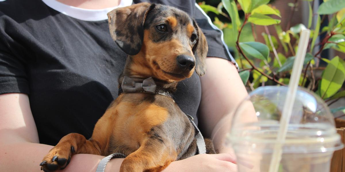 Main image: Sausage dog outside Cedarwood café in Preston. Sausage dog outside Cedarwood café in Preston.