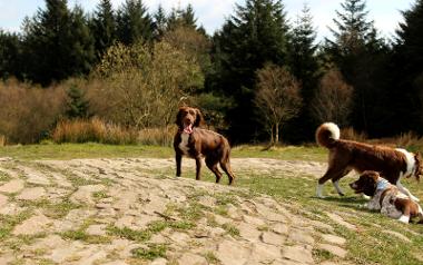 Three dogs on Beacon Fell Summit.