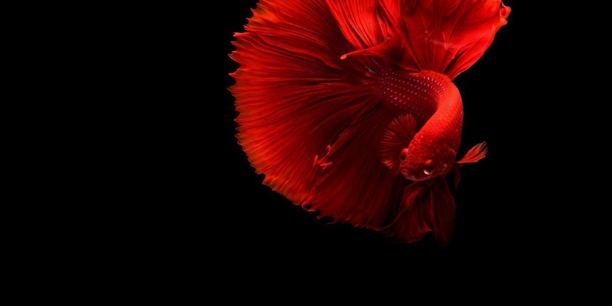 Red Siamese fighter fish against black background.