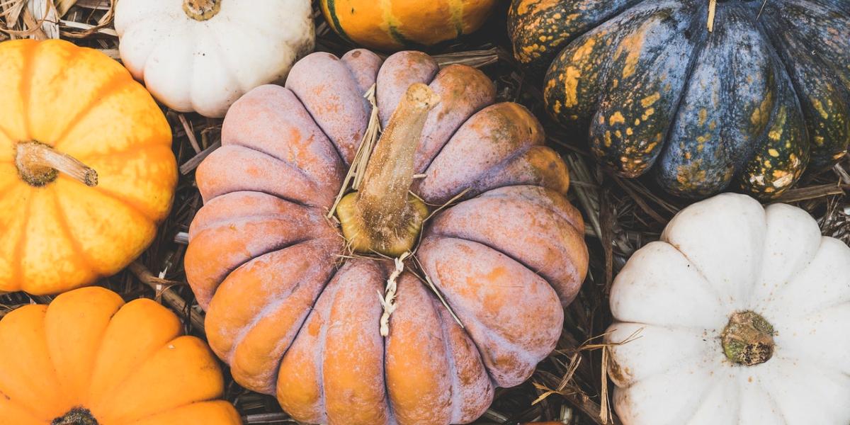 Pumpkins of all colours, shapes, and sizes from above