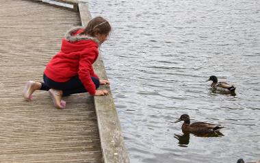 Girl saying hello to ducks in Brockholes pond.