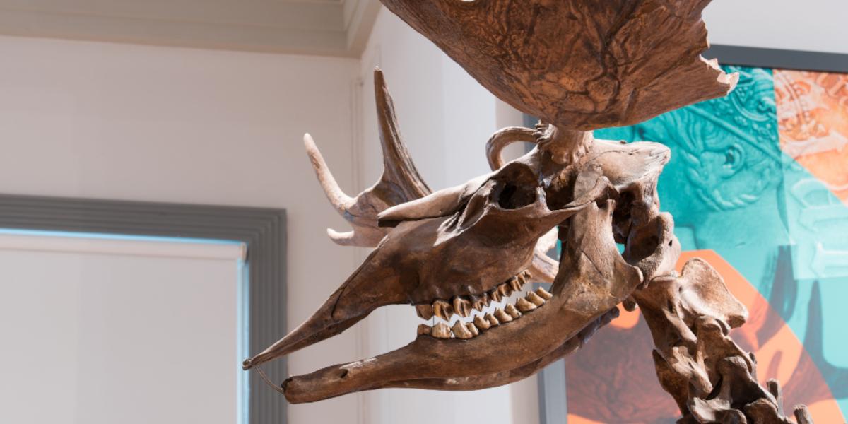 Close up of Poulton Elk skeleton.