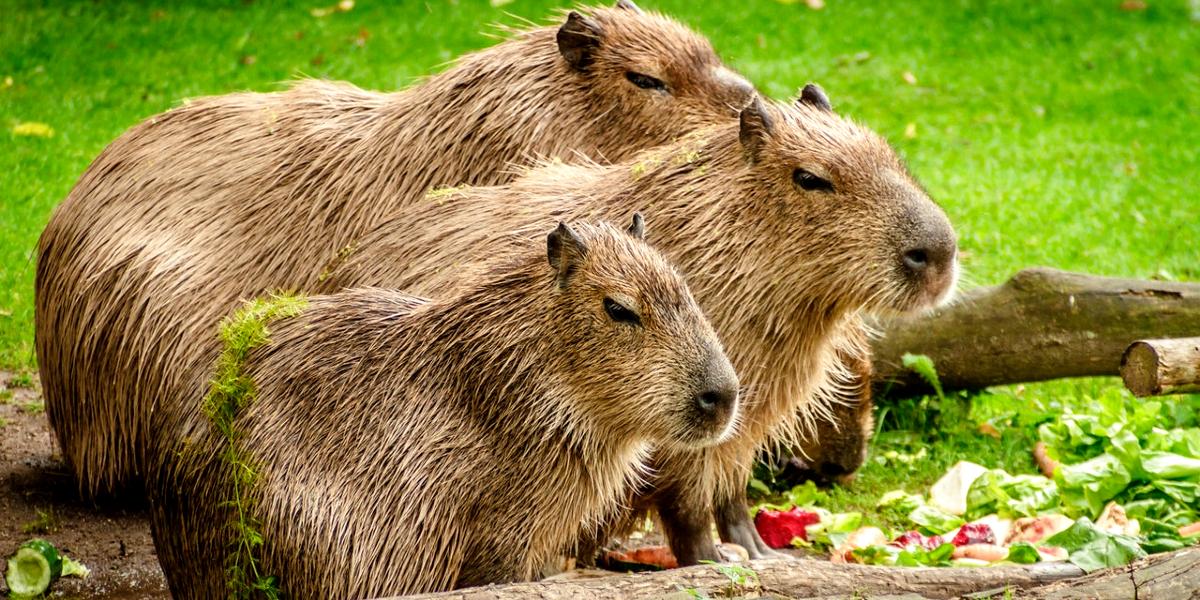 Four Capybara relaxing together amongst some logs.